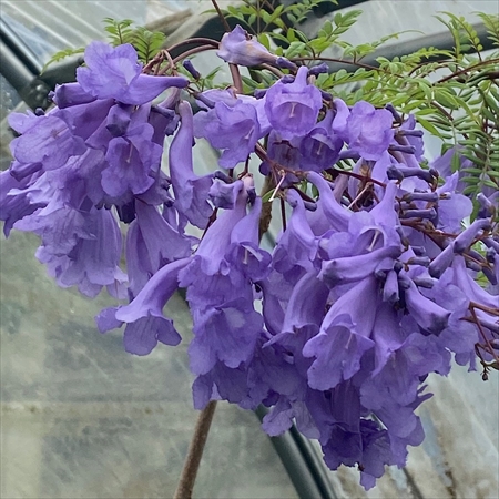 �W���J�����^