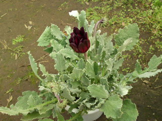 アークトチス・赤花