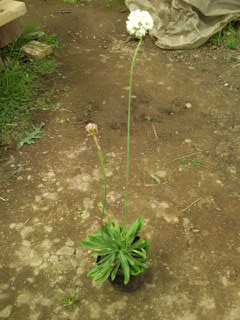 アルメリア・バレリーナ