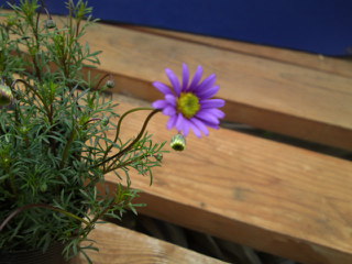 ブラキカム・ブラックステム