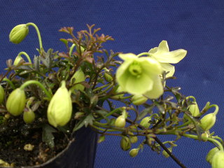 クレマチス・ペトロエ