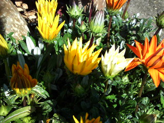 超大輪ガザニア・ガズー