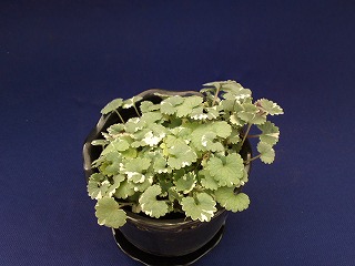 グレコマ・バリエガータ