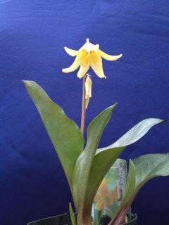 黄花カタクリ・パコダ