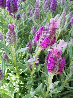 ラベンダー キューレッット