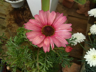 マーガレット ピーチクィーン