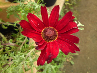 マーガレット ガーネットクィーン