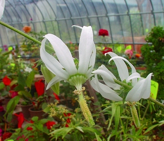 ミショークシア