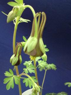 オダマキ・チョコレートソルジャー