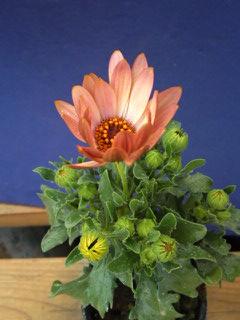 オステオスペルマム 茶色