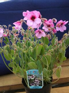 パンジーゼラニューム・プラトニックラブ