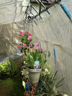 パンジーゼラニューム・プラトニックラブ