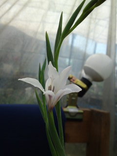 スプレー咲きグラジオラス・ピュアベール