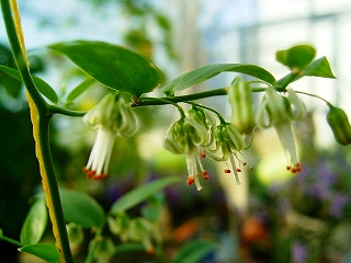 スマイラックス