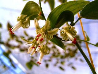 スマイラックス