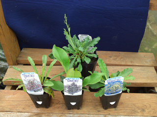 宿根スターチス(プロ用)