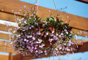 �n���M���O���x���A