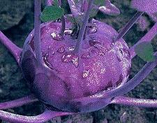 �R�[�����r